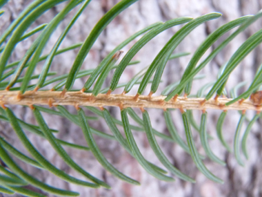 Face inférieure dépourvue de raie blanche. L'aiguille déchire un morceau d'écorce quand on l'enlève, contrairement aux sapins. Agrandir dans une nouvelle fenêtre (ou onglet)