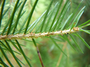 Face inférieure dépourvue de raie blanche. L'aiguille déchire un morceau d'écorce quand on l'enlève, contrairement aux sapins. Agrandir dans une nouvelle fenêtre (ou onglet)