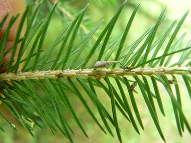 Face inférieure dépourvue de raie blanche. L'aiguille déchire un morceau d'écorce quand on l'enlève, contrairement aux sapins. Agrandir dans une nouvelle fenêtre (ou onglet)