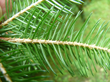 Face inférieure dépourvue de raie blanche. L'aiguille déchire un morceau d'écorce quand on l'enlève, contrairement aux sapins. Agrandir dans une nouvelle fenêtre (ou onglet)