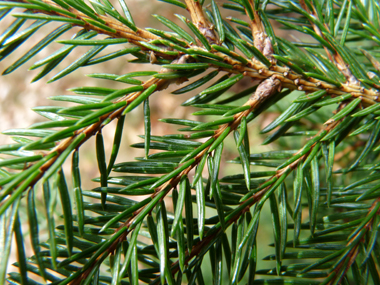 Courtes aiguilles (1,5-2,5 cm) à 4 angles disposées en brosse autour du rameau, à la manière d'un écouvillon. L'aiguille déchire un morceau d'écorce quand on l'enlève, contrairement aux sapins. Agrandir dans une nouvelle fenêtre (ou onglet)