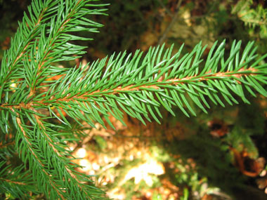 Courtes aiguilles (1,5-2,5 cm) à 4 angles disposées en brosse autour du rameau, à la manière d'un écouvillon. L'aiguille déchire un morceau d'écorce quand on l'enlève, contrairement aux sapins. Agrandir dans une nouvelle fenêtre (ou onglet)