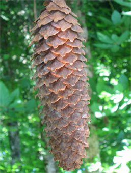 Cônes allongés (10-16 cm), d'abord dressés puis pendants à maturité et ne se désagrégeant pas, on les retrouve entiers sur le sol lorsqu'ils sont tombés. Agrandir dans une nouvelle fenêtre (ou onglet)