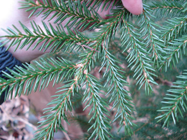 Courtes aiguilles (1,5-2,5 cm) à 4 angles disposées en brosse autour du rameau, à la manière d'un écouvillon. L'aiguille déchire un morceau d'écorce quand on l'enlève, contrairement aux sapins. Agrandir dans une nouvelle fenêtre (ou onglet)