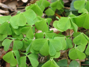 Feuilles composées à 3 folioles et faisant penser à celles du trèfle. Agrandir dans une nouvelle fenêtre (ou onglet)