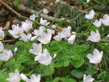 Fleur blanche, légèrement veinée de lilas, mauve ou bleu. Agrandir dans une nouvelle fenêtre (ou onglet)