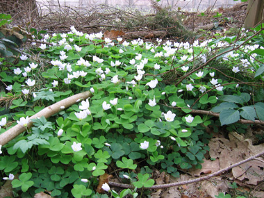 Petite plante vivace d'une dizaine de centimètres dépourvue de tige. Agrandir dans une nouvelle fenêtre (ou onglet)