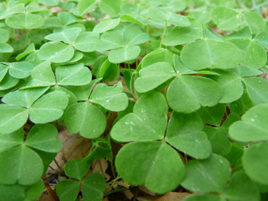 Feuilles composées à 3 folioles et faisant penser à celles du trèfle. Agrandir dans une nouvelle fenêtre (ou onglet)