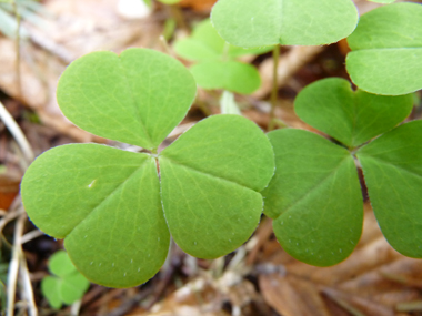 Feuilles composées à 3 folioles et faisant penser à celles du trèfle. Agrandir dans une nouvelle fenêtre (ou onglet)