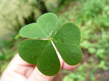 Feuilles composées à 3 folioles et faisant penser à celles du trèfle. Agrandir dans une nouvelle fenêtre (ou onglet)