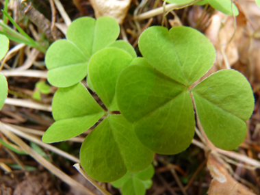 Feuilles composées à 3 folioles et faisant penser à celles du trèfle. Agrandir dans une nouvelle fenêtre (ou onglet)