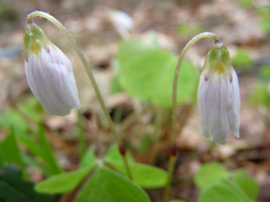 Fleur blanche, légèrement veinée de lilas, mauve ou bleu. Agrandir dans une nouvelle fenêtre (ou onglet)