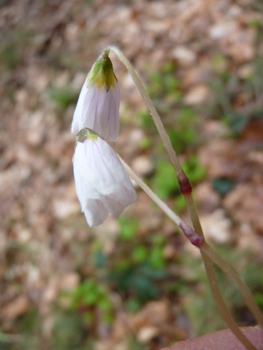 Fleur blanche, légèrement veinée de lilas, mauve ou bleu. Agrandir dans une nouvelle fenêtre (ou onglet)