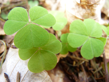 Feuilles composées à 3 folioles et faisant penser à celles du trèfle. Agrandir dans une nouvelle fenêtre (ou onglet)