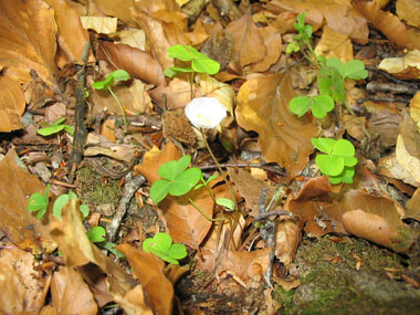 Petite plante vivace d'une dizaine de centimètres dépourvue de tige. Agrandir dans une nouvelle fenêtre (ou onglet)