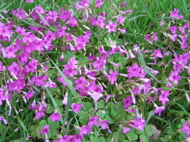 Variété horticole. Agrandir dans une nouvelle fenêtre (ou onglet)