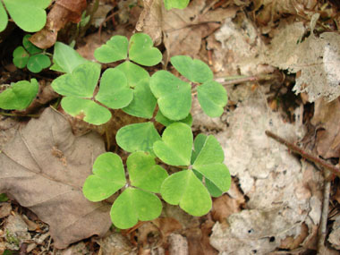 Feuilles composées à 3 folioles et faisant penser à celles du trèfle. Agrandir dans une nouvelle fenêtre (ou onglet)