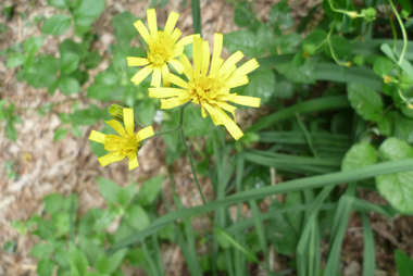 Fleurs jaunes. Agrandir dans une nouvelle fenêtre (ou onglet)