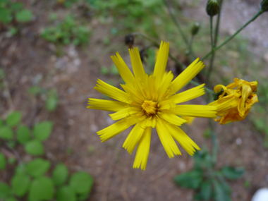 Fleurs jaunes. Agrandir dans une nouvelle fenêtre (ou onglet)