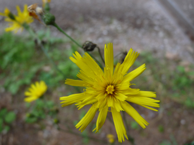 Fleurs jaunes. Agrandir dans une nouvelle fenêtre (ou onglet)