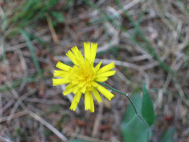 Fleurs jaunes. Agrandir dans une nouvelle fenêtre (ou onglet)