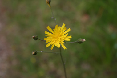 Fleurs jaunes. Agrandir dans une nouvelle fenêtre (ou onglet)