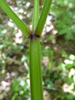 Tige creuse, épaisse et striée, glauque, d'abord verte puis fréquemment teintée de pourpre; elle est ramifiée dans la partie supérieure. Agrandir dans une nouvelle fenêtre (ou onglet)