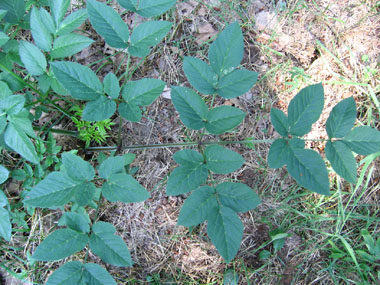 Feuilles larges et 2 fois tripennée; le pétiole est creusé en forme de U. Les feuilles supérieures sont pourvues d'une grande gaine basale enflée. Agrandir dans une nouvelle fenêtre (ou onglet)