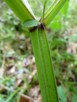 Tige creuse, épaisse et striée, glauque, d'abord verte puis fréquemment teintée de pourpre; elle est ramifiée dans la partie supérieure. Agrandir dans une nouvelle fenêtre (ou onglet)