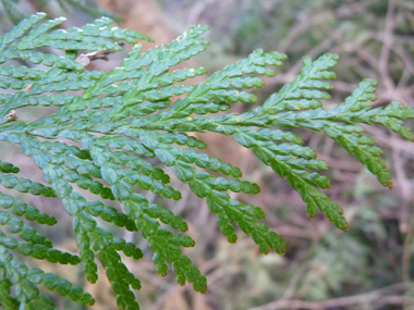 Feuilles vert sombre formant des écailles disposées sur 4 rangs. Agrandir dans une nouvelle fenêtre (ou onglet)