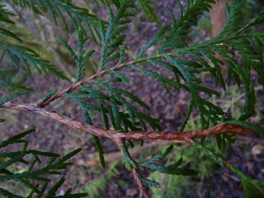 Feuilles vert sombre formant des écailles disposées sur 4 rangs. Agrandir dans une nouvelle fenêtre (ou onglet)