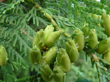 Fruits en forme de cônes s'écartant comme une tulipe à maturité. Agrandir dans une nouvelle fenêtre (ou onglet)