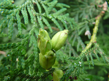 Fruits en forme de cônes s'écartant comme une tulipe à maturité. Agrandir dans une nouvelle fenêtre (ou onglet)