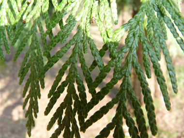 Feuilles vert sombre formant des écailles disposées sur 4 rangs. Agrandir dans une nouvelle fenêtre (ou onglet)