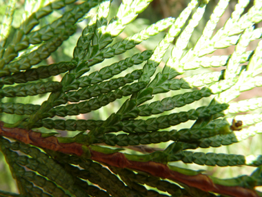 Des taches blanches sont nettement visibles au verso des feuilles. Agrandir dans une nouvelle fenêtre (ou onglet)