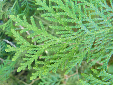 Feuilles vert sombre formant des écailles disposées sur 4 rangs. Agrandir dans une nouvelle fenêtre (ou onglet)