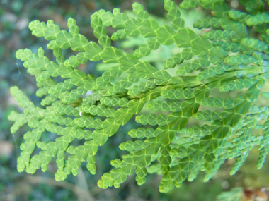 Feuilles vert sombre formant des écailles disposées sur 4 rangs. Agrandir dans une nouvelle fenêtre (ou onglet)