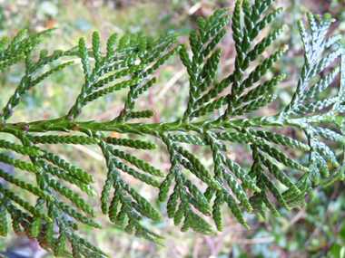 Feuilles vert sombre formant des écailles disposées sur 4 rangs. Agrandir dans une nouvelle fenêtre (ou onglet)