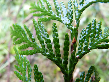 Feuilles vert sombre formant des écailles disposées sur 4 rangs. Agrandir dans une nouvelle fenêtre (ou onglet)