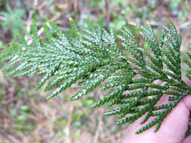 Feuilles vert sombre formant des écailles disposées sur 4 rangs. Agrandir dans une nouvelle fenêtre (ou onglet)