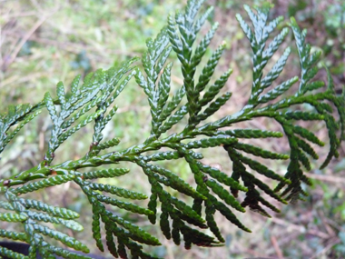 Feuilles vert sombre formant des écailles disposées sur 4 rangs. Agrandir dans une nouvelle fenêtre (ou onglet)