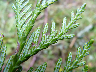 Des taches blanches sont nettement visibles au verso des feuilles. Agrandir dans une nouvelle fenêtre (ou onglet)