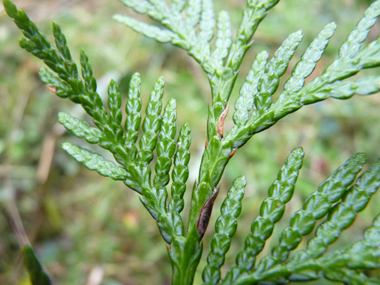 Des taches blanches sont nettement visibles au verso des feuilles. Agrandir dans une nouvelle fenêtre (ou onglet)