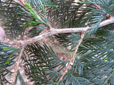 Rameaux alternes aplatis et disposés dans un seul plan. Agrandir dans une nouvelle fenêtre (ou onglet)