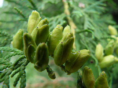 Fruits en forme de cônes s'écartant comme une tulipe à maturité. Agrandir dans une nouvelle fenêtre (ou onglet)