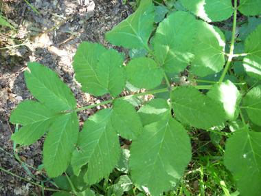 Feuilles basses possédant un limbe 2 ou 3 fois penné avec des folioles dentés ainsi qu'un pétiole plat, les feuilles les plus hautes étant sessiles. Agrandir dans une nouvelle fenêtre (ou onglet)