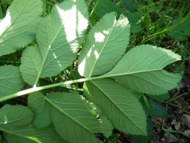 Verso des feuilles. Agrandir dans une nouvelle fenêtre (ou onglet)