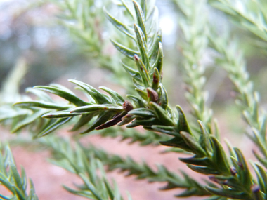 Aiguilles de 2 cm de long de couleur vert clair, disposées en spirale autour du rameau et recourbées vers l'avant de ce dernier. Agrandir dans une nouvelle fenêtre (ou onglet)