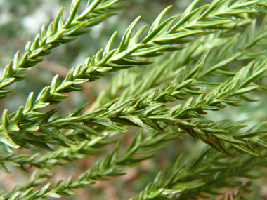 Aiguilles de 2 cm de long de couleur vert clair, disposées en spirale autour du rameau et recourbées vers l'avant de ce dernier. Agrandir dans une nouvelle fenêtre (ou onglet)