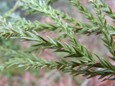 Aiguilles de 2 cm de long de couleur vert clair, disposées en spirale autour du rameau et recourbées vers l'avant de ce dernier. Agrandir dans une nouvelle fenêtre (ou onglet)